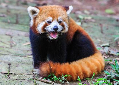 小熊猫越狱完整版视频,小熊猫越狱被抓到