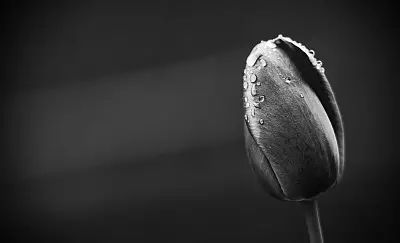 记忆里的花儿歌曲视频,记忆里的花和眼前的花