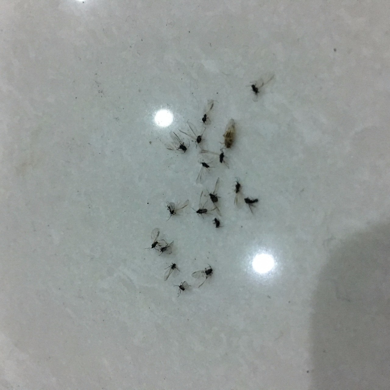 小咬哈尔滨,今年黑龙江小咬虫多怎么办