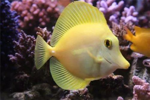 黄金吊食藻,黄金吊介绍