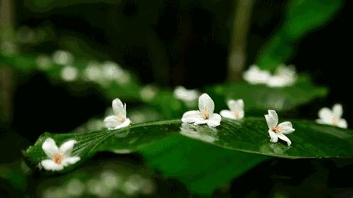 昆明民国时期中和巷老民居老照片,美丽风景昆明老街古香古色