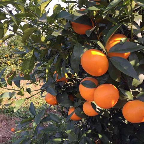 今年武鸣种植沃柑多少亩,武鸣沃柑60亩900万