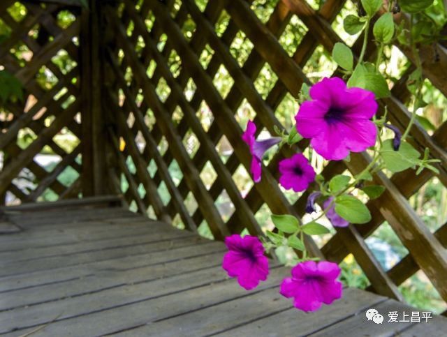 北京昌平十三陵民宿推荐,昌平民宿独立小院20人