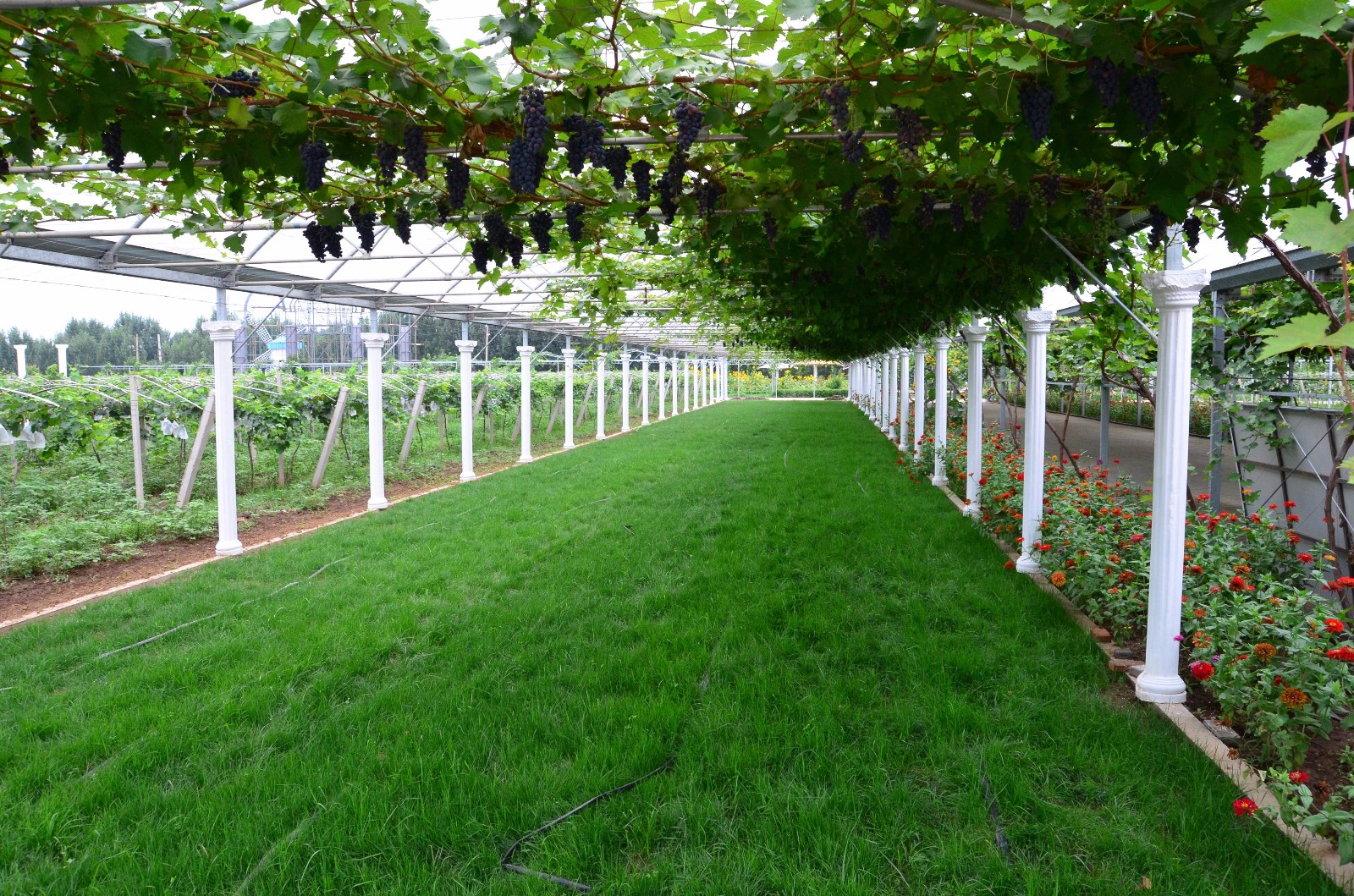 白鹿原葡萄主题公园,西安附近葡萄主题公园