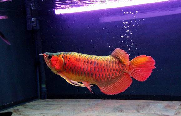 小红龙怎么看眼睛大,红龙如何看血统