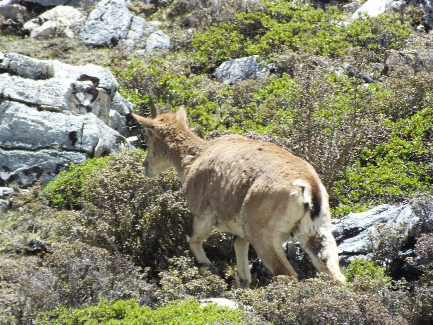 泸亚东线沿途风景,泸亚线穿越原始森林