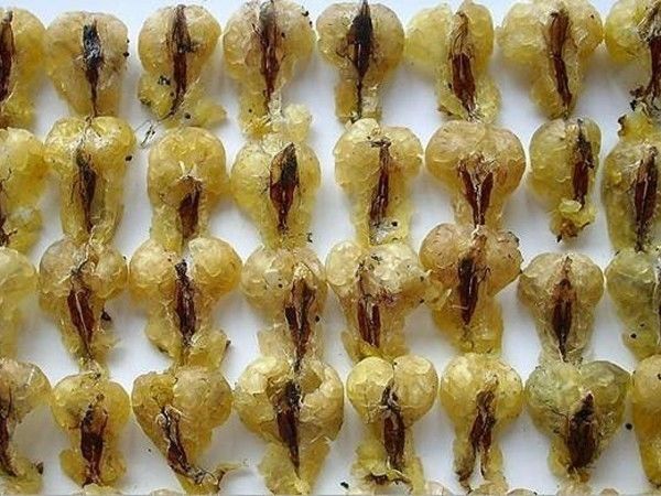 延边买特产去哪里,延边特产有哪些可以带走