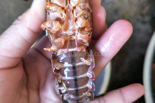 蒜蓉粉丝蒸龙虾教程,蒜蓉粉丝蒸龙虾寓意