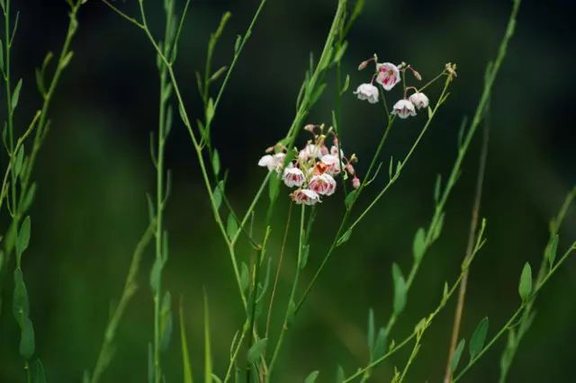 「百草园」那些“悬壶济世”的植物（二十七）罗布麻