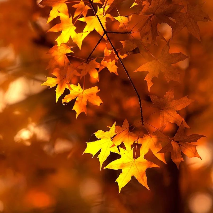 秋分,秋分早霜降迟