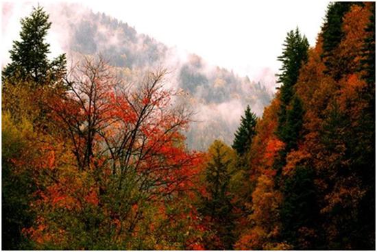 踏秋之旅,宝兴东拉山大峡谷红叶