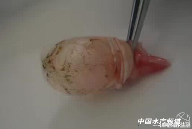 鲤鱼常见鱼病治疗方法,鲤鱼得了细菌性烂鳃病怎么治疗