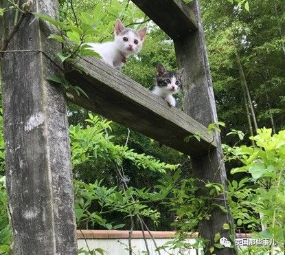 铲屎官养的猫夫妻,一对猫夫妇的铲屎官