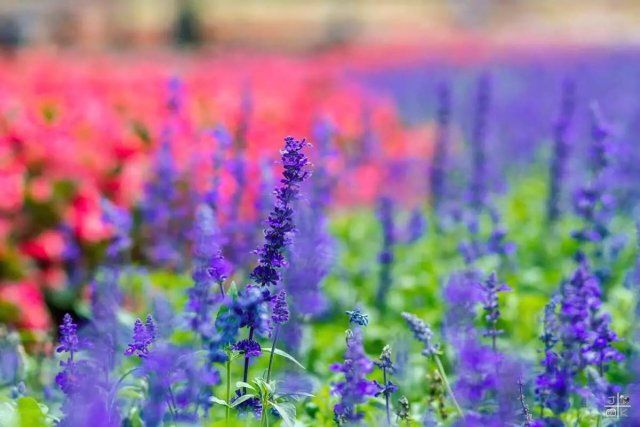 「你说我做之周浦篇」你不可错过的“小上海”，约吗？