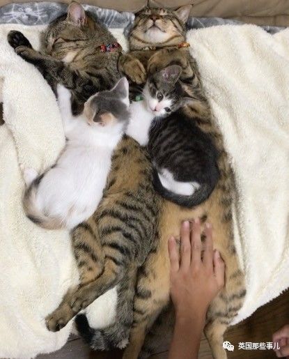 铲屎官养的猫夫妻,一对猫夫妇的铲屎官