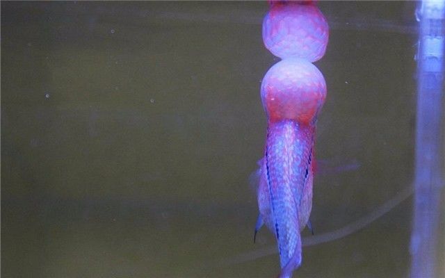 罗汉鱼内寄需要几个疗程,罗汉鱼内寄的虫子都啥样