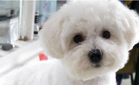 比熊体外驱虫怎么操作,比熊串串体外体内驱虫