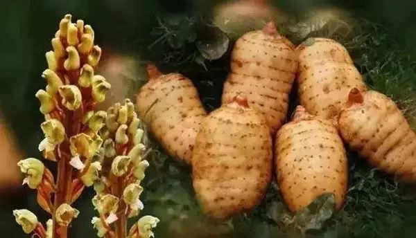 毕节大方天麻公司地址,贵州毕节天麻怎么样