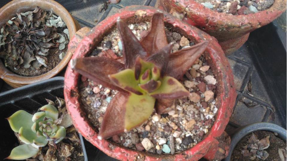 经历了天灾*祸人**的多肉，居然能靠这招拯救？