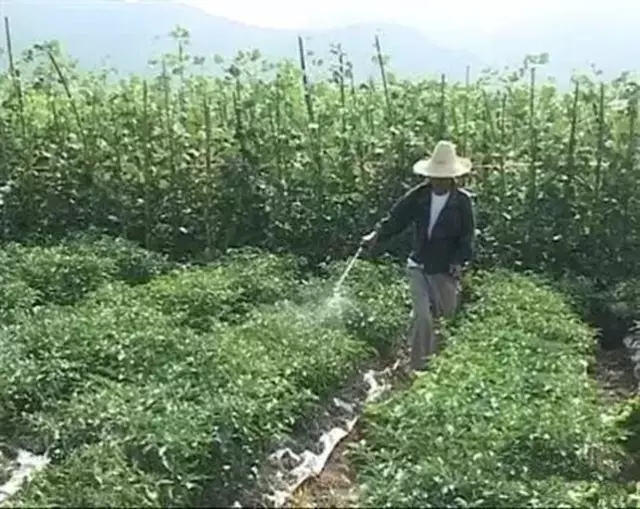 我是害虫！很多人却不认识我！