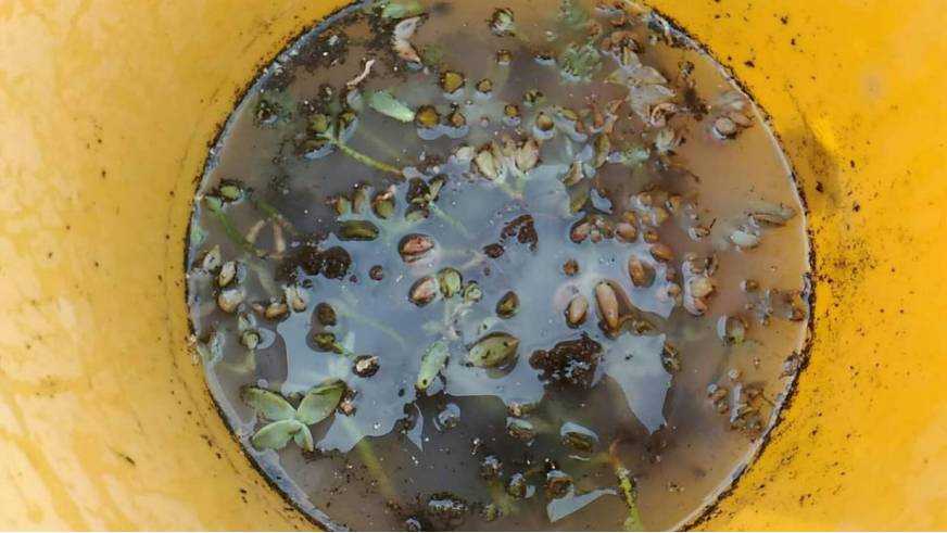 经历了天灾*祸人**的多肉，居然能靠这招拯救？