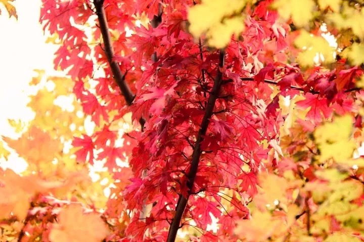 又是一年辅修季，嘘，天财学子已沉迷学习，请勿打搅