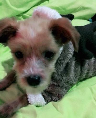 领养的宠物有病怎么办,领养的狗狗有问题可以索赔吗