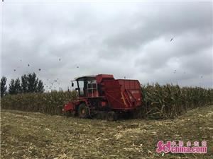 雷沃中原一号玉米机,体验雷沃