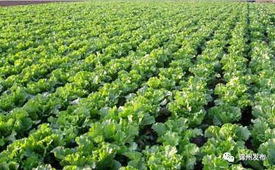 锦州秋菜22日开卖！上哪买？怎么挑？咋储存？