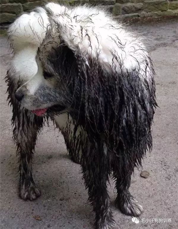 附近的宠物店太多怎么办,被全国的宠物店拉黑的狗