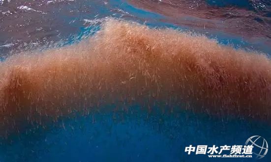 虾类有几千种，你又认识几种？