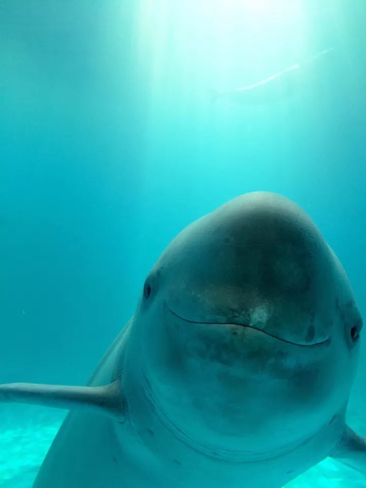 古人画的小动物,绿水青山里面的动物