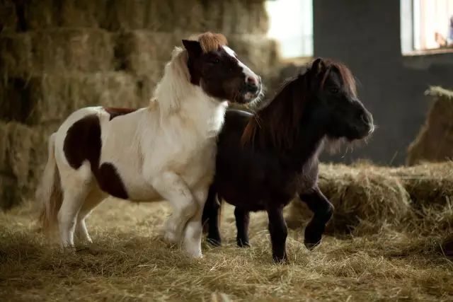 蓬莱都有哪些神仙,蓬莱神仙最多的地方