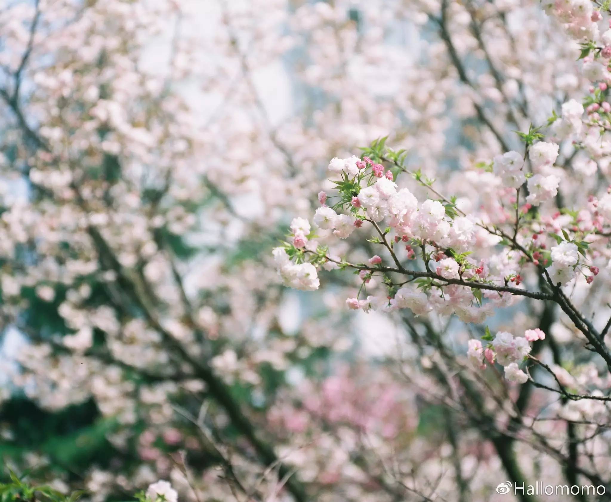 中画幅胶片机推荐,有哪些值得买的胶片机
