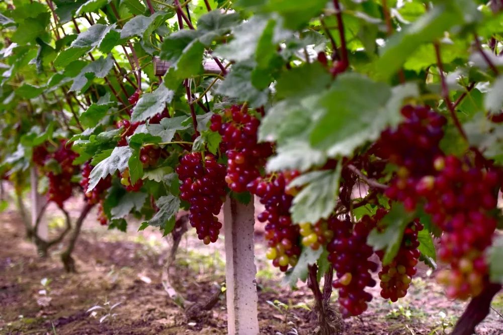 十月采摘水果,红提采摘节