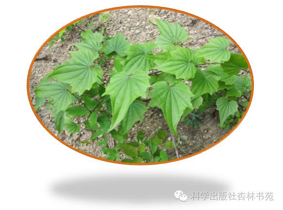 朱良春发掘民间中医,穿山龙朱良春