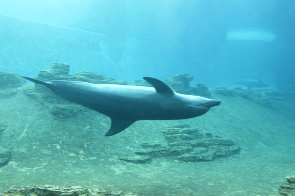 亲子游新加坡旅游攻略推荐,新加坡自由行亲子攻略2015