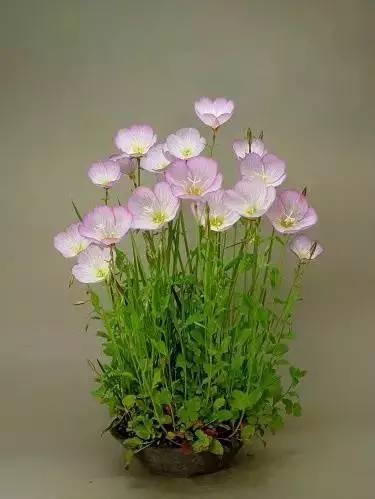 一花一世界一草一天堂一叶一菩提,一花一世界一草一天堂歌曲