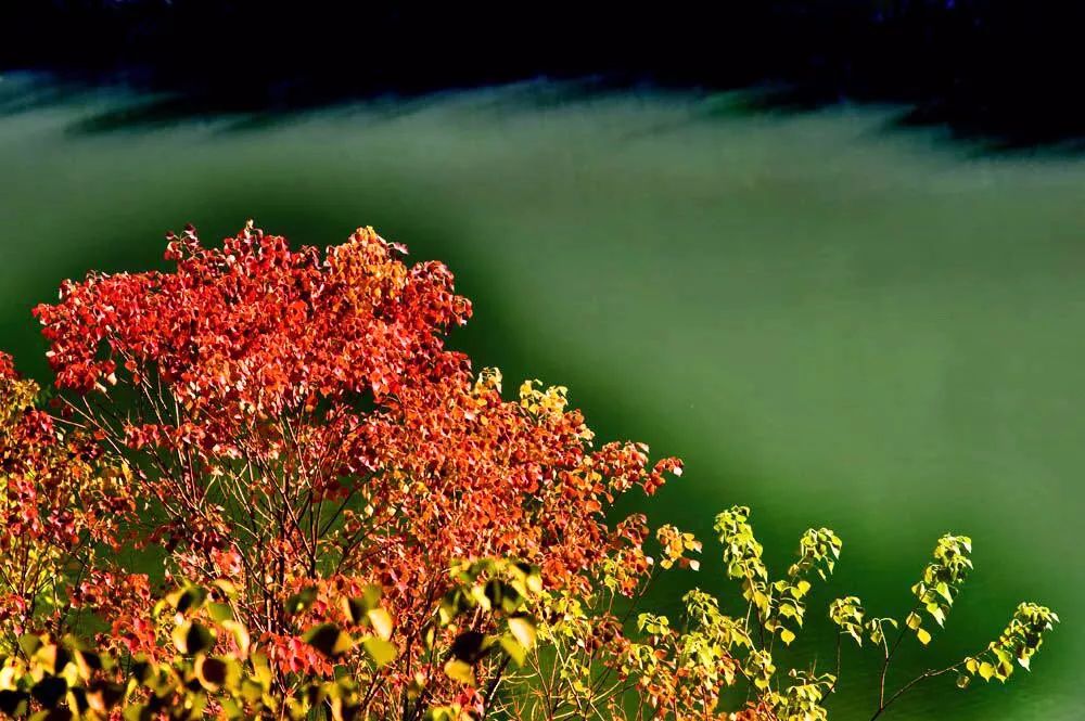全体淮北人：赶紧来看她最后一眼，要不得再等一年！