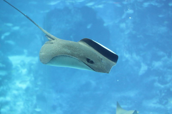 亲子游新加坡旅游攻略推荐,新加坡自由行亲子攻略2015