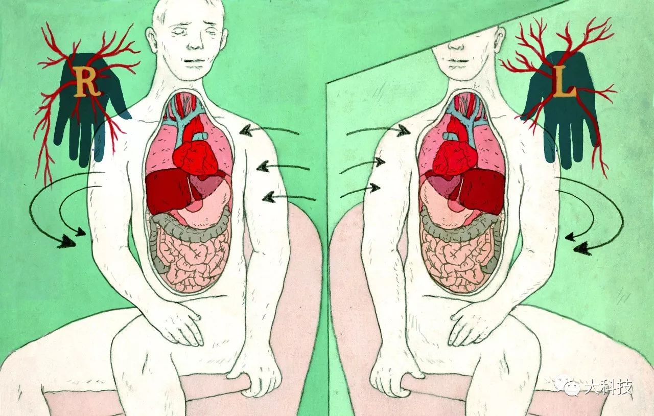 身体中能再生长的器官,身体所有器官出问题