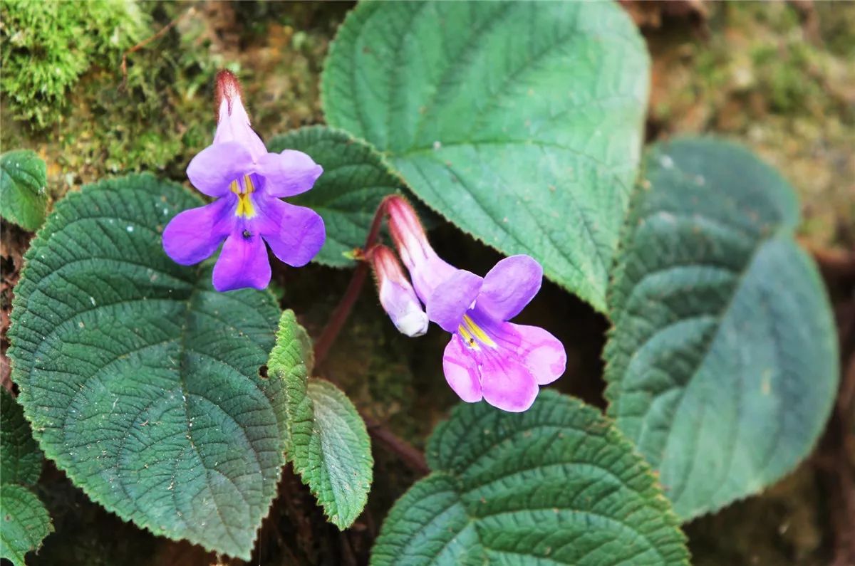 芒市黑河老坡沿途自然风景,芒市苤菜坝和黑河老坡一样吗
