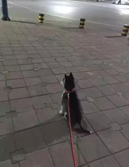 网购时商家送了个小面膜,没想这么小,给猫试了下,结果……