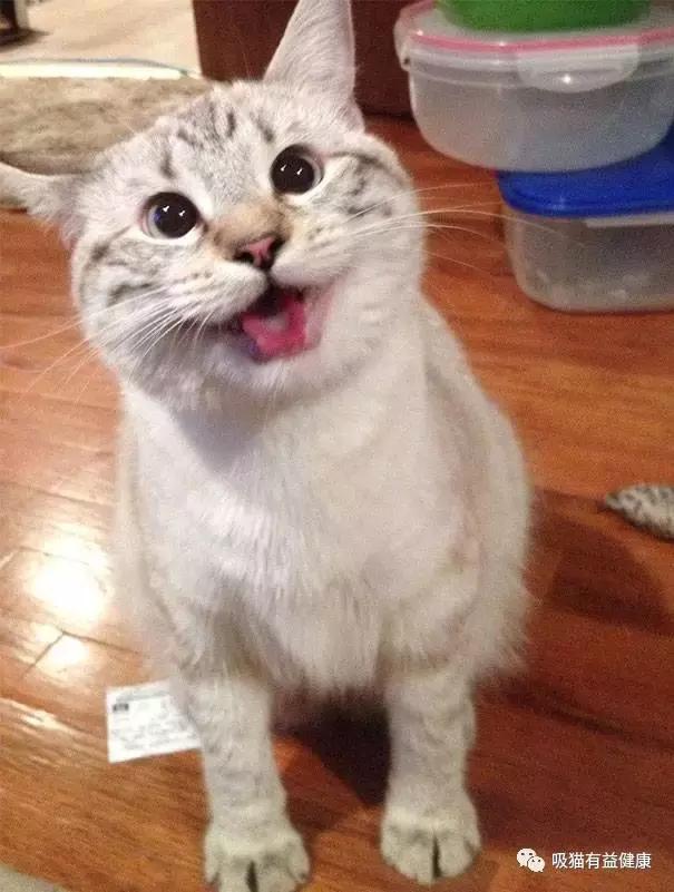猫咪的笑容,猫咪的笑容都那么萌