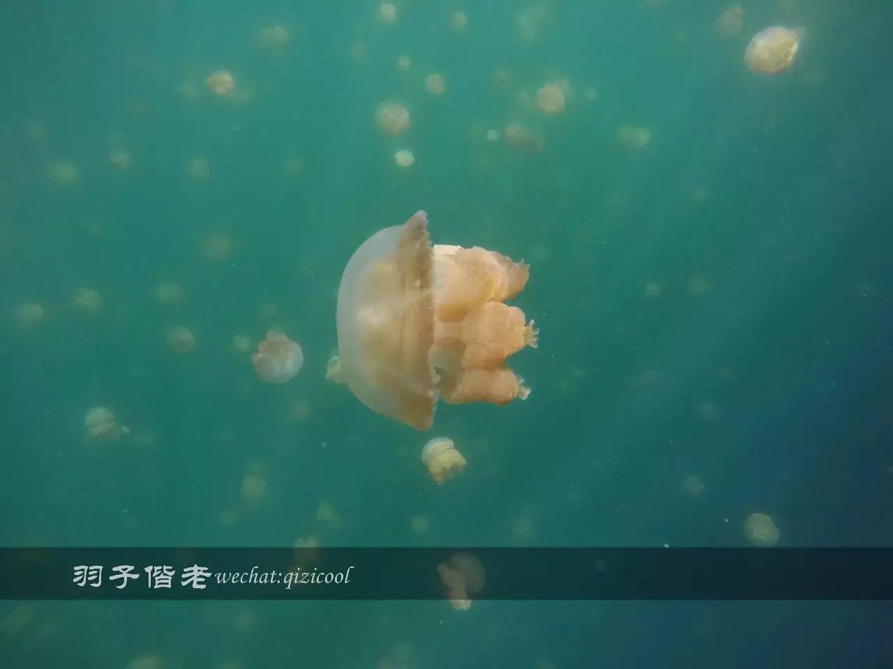 帕劳旅游发展的前景,去帕劳注意事项和必备品