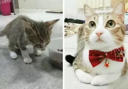 成都流浪猫割双眼皮后的图片,给流浪猫割双眼皮