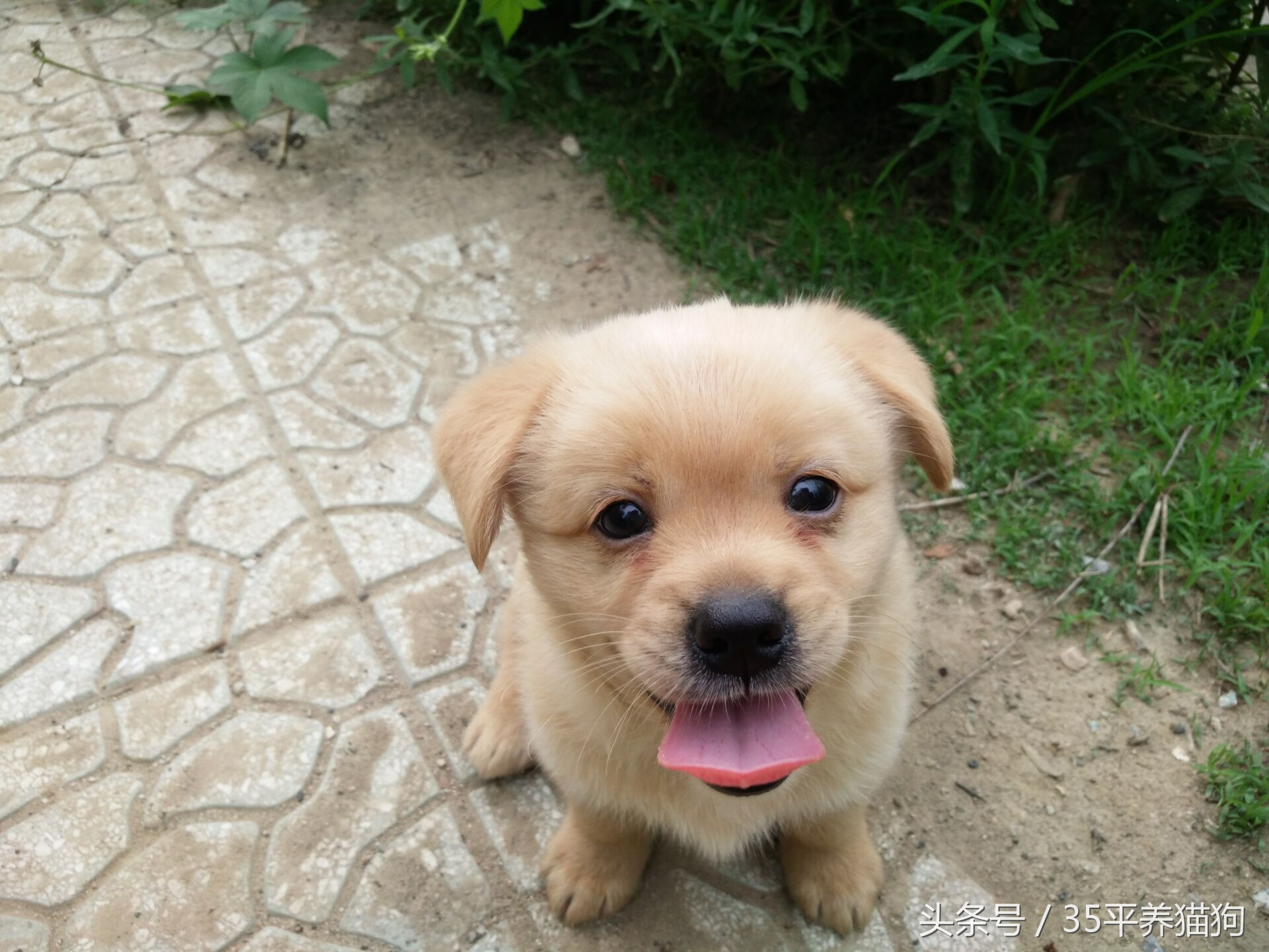 我和我的狗子们：养狗人的心醉幸福二三事儿