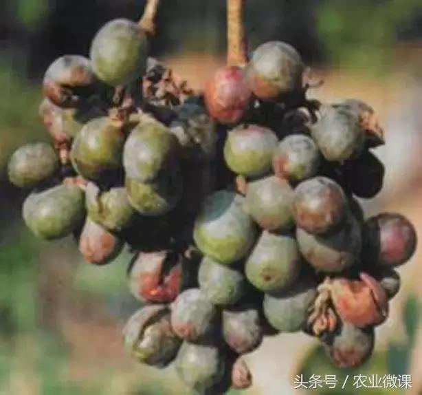 葡萄病害专用药一览表,葡萄白粉症状