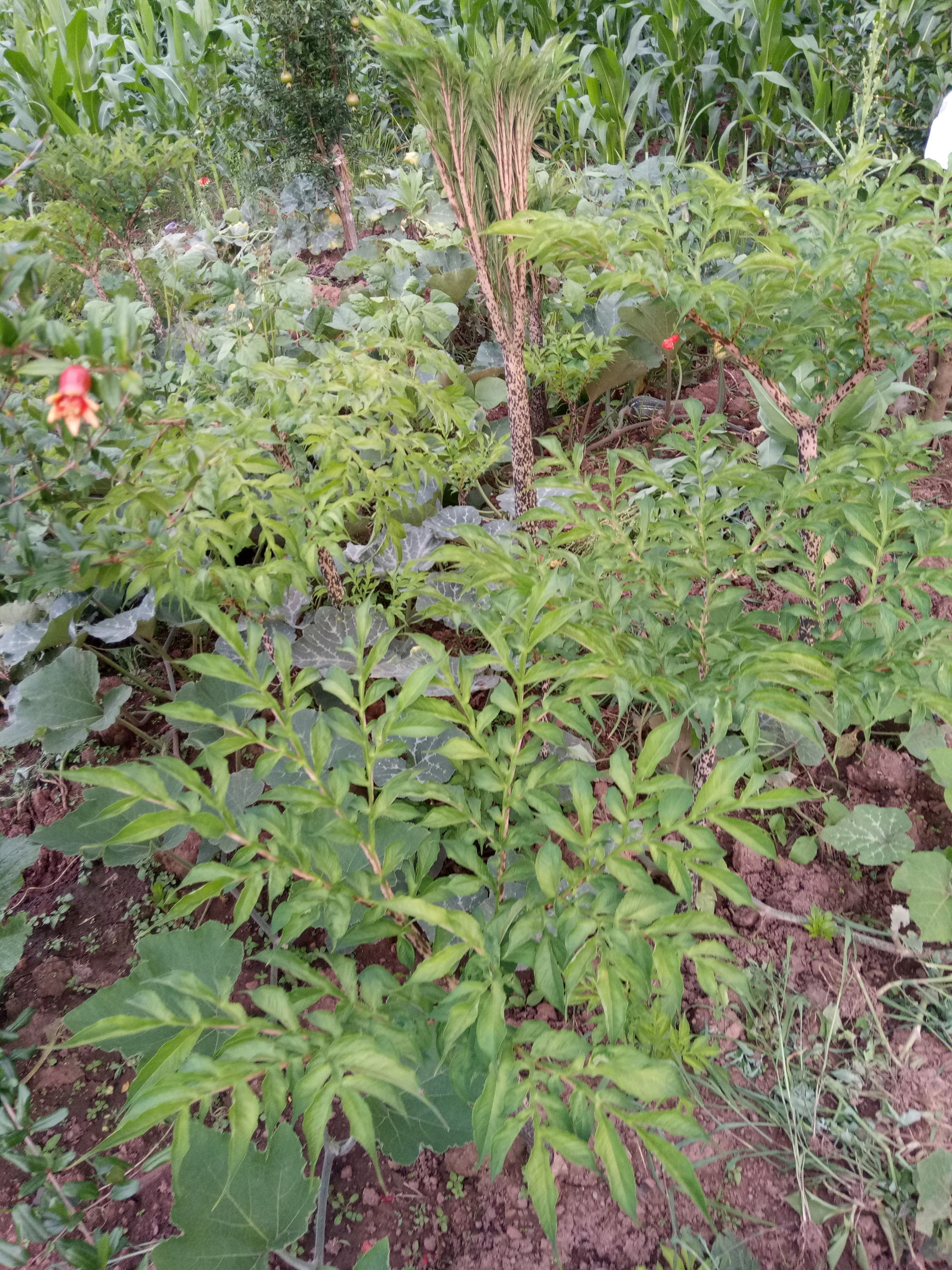 魔芋豆腐一年四季都有吗,魔芋豆腐适合什么季节吃
