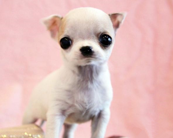 新手养狗须知疫苗,新手养狗须知这三件事不能对狗做